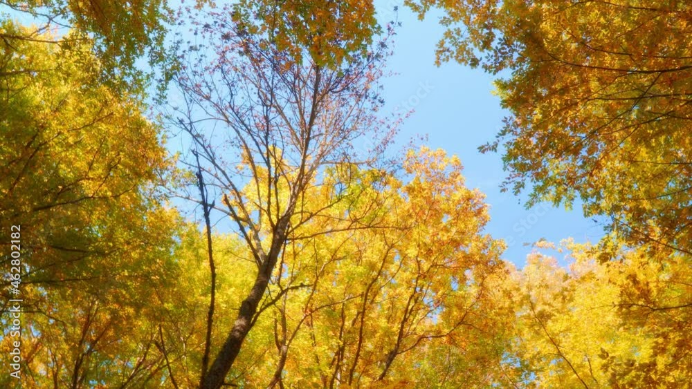 Into the autumn forest. Nature composition. Into the autumn forest. Nature composition.