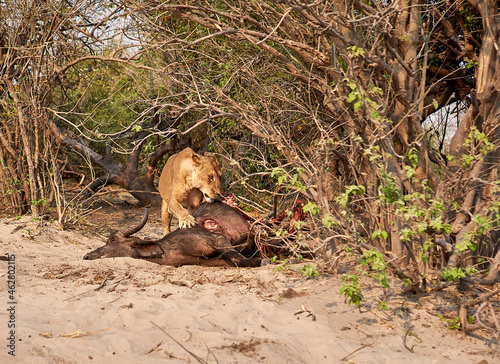 Lion eating a hunt buffalo, Chobe National Park, Botswana photo