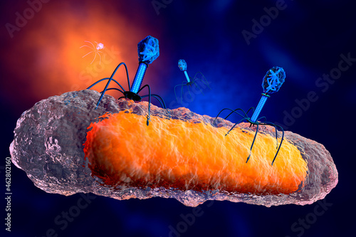 3D rendered Illustration of a anatomically correct group of bacteriophage viruses attacking a bacteria