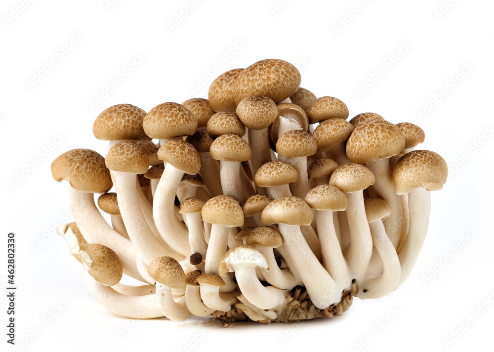 A group of shimeji mushrooms on a white background. A group of shimeji mushrooms on a white background.