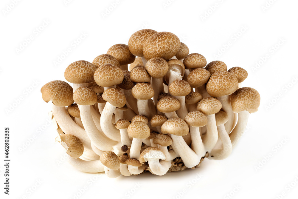 A group of shimeji mushrooms on a white background. A group of shimeji mushrooms on a white background.