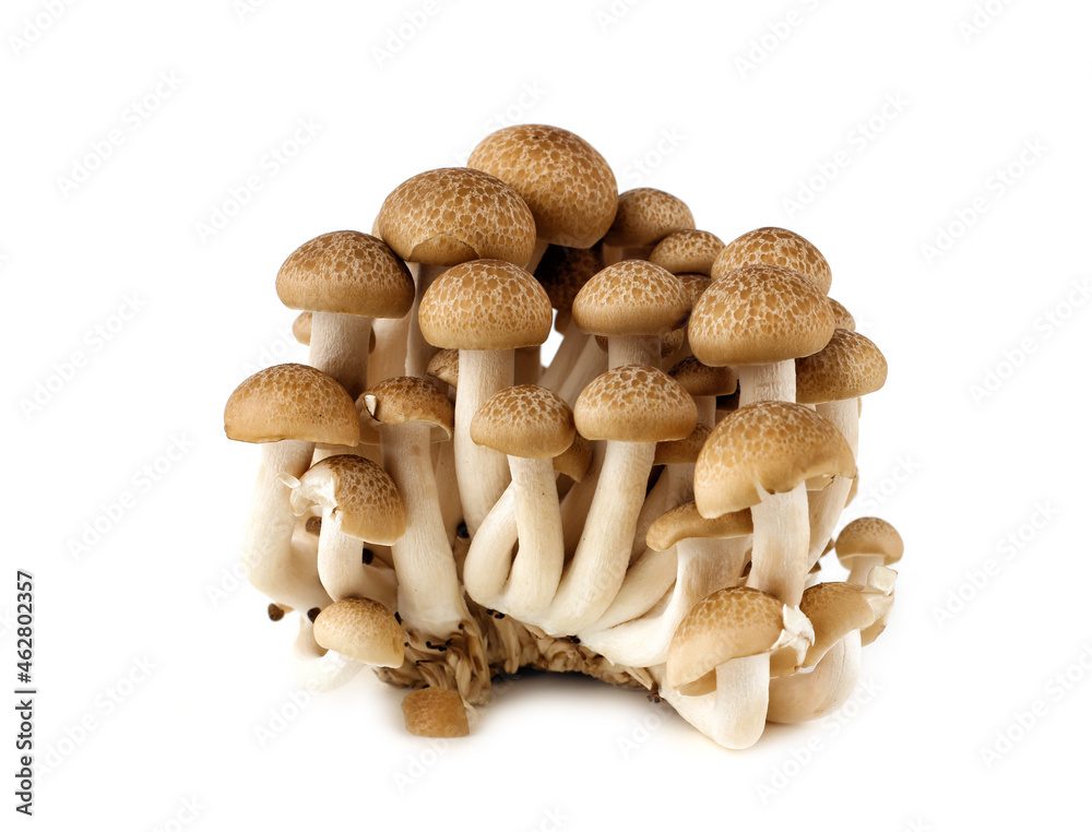 A group of shimeji mushrooms on a white background. A group of shimeji mushrooms on a white background.