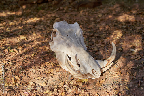 Remains of Warthog cranium. Mpumalanga, South Africa. photo