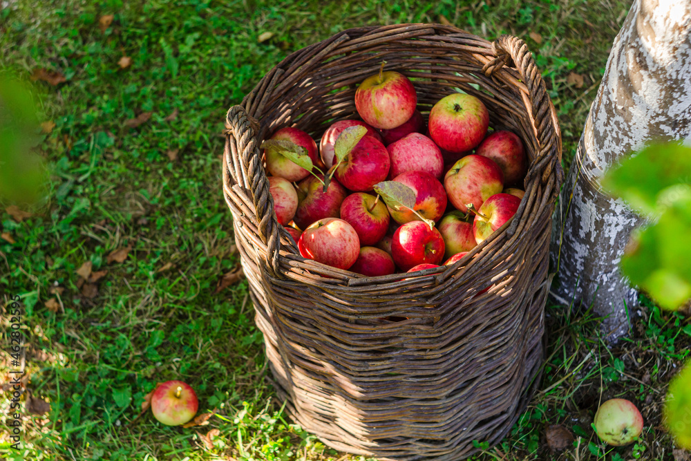 Apples in the basket on the grass. Wicker basket with ripe, red apples harvest in the garden. Autumn, sunny day in orchard Apples in the basket on the grass. Wicker basket with ripe, red apples harvest in the garden. Autumn, sunny day in orchard