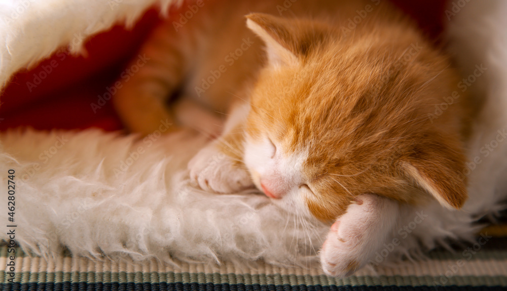 small ginger kitten sleep in the christmas hat in home