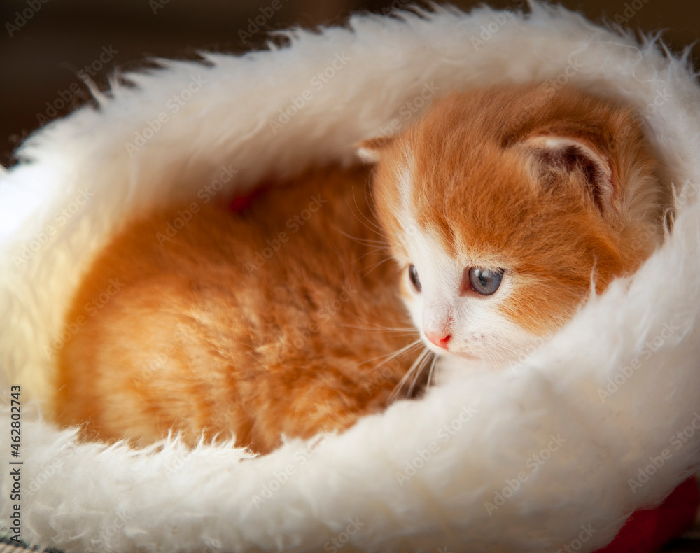 Ginger Kitten in santa hat on Christmas background and fur tree