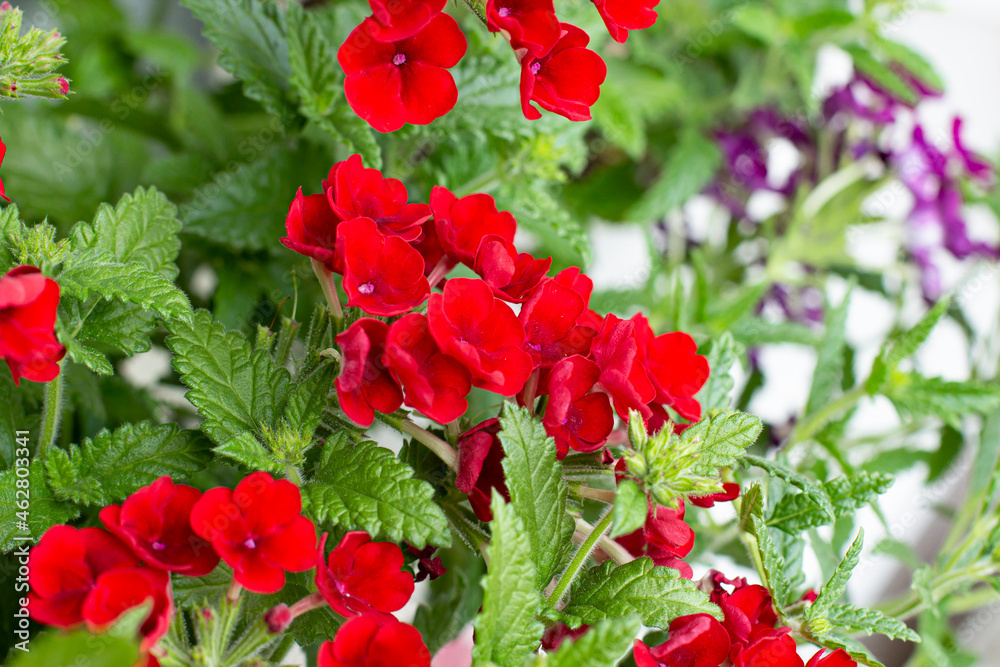 Fototapeta premium Verbena plant with bright red flowers close up