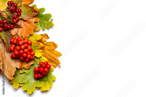 Yellow autumn oak leaves and bright red berries as a frame on white, top view, place for text, copy space, . flat lay.