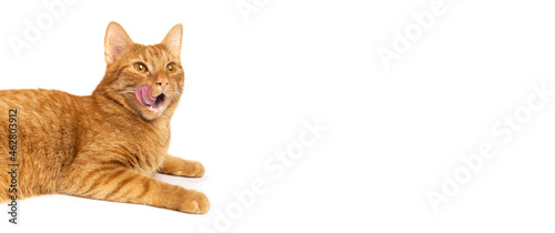 Foto Cat on a white background isolated