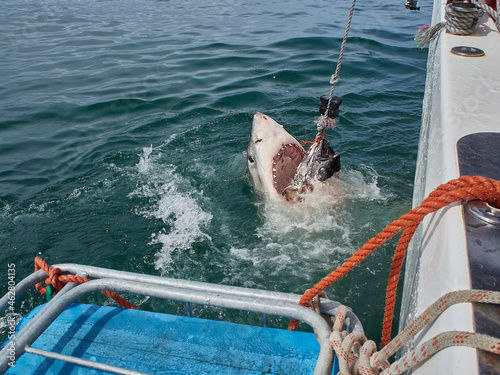 Great White Shark jumping for catching prey, Mosselbaai, South Africa photo