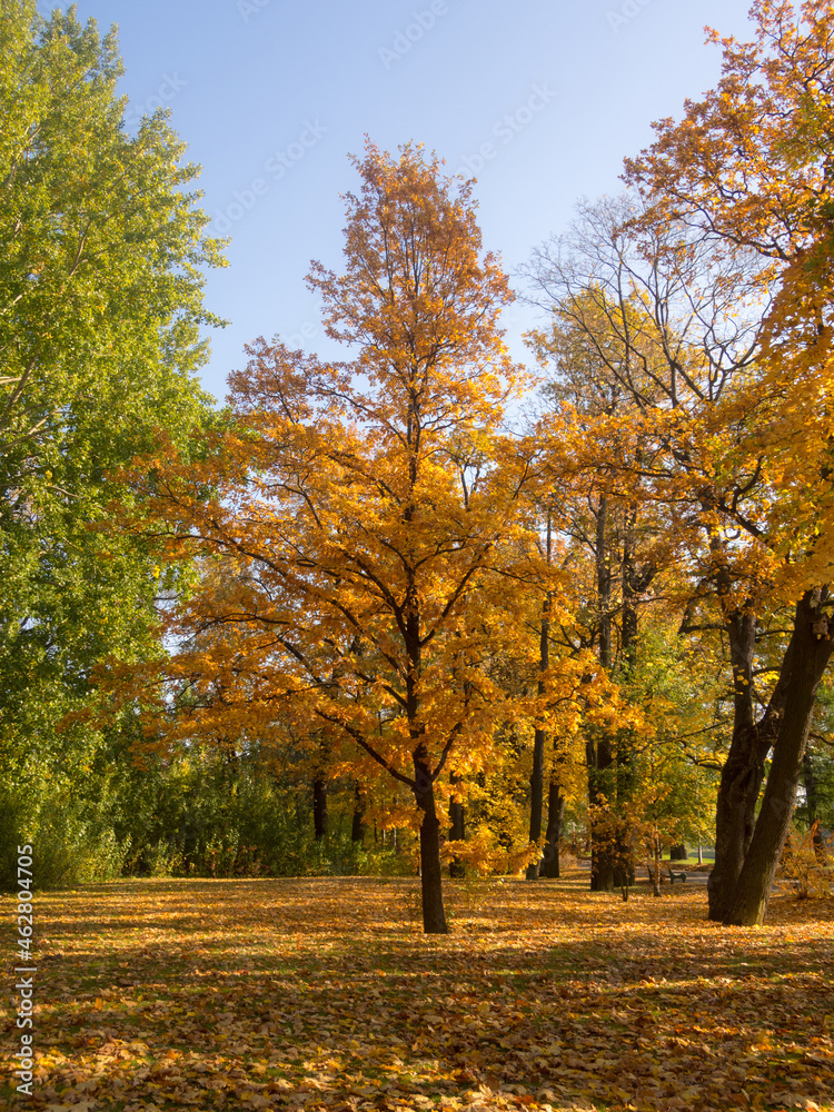 oak tree in an autumn park