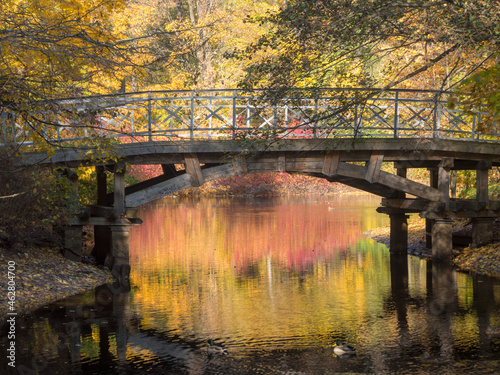 bridge in the park in autumn