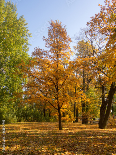 oak tree in an autumn park