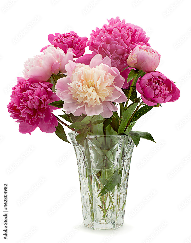 Pink peony flower on white Pink peony flower on white