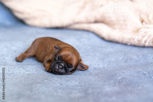 a sleeping newborn puppy of the Brussels Griffon breed of red color lies on a gray background with closed eyes. High quality photo