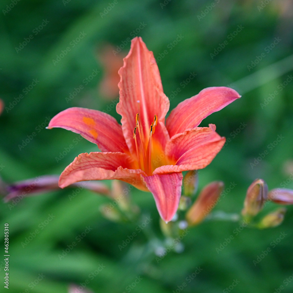 pink lily flower