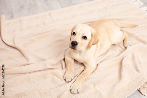 Fototapeta Naklejka Na Ścianę i Meble -  Cute Labrador puppy lies on the floor under the blanket of the house. Pet. Dog.