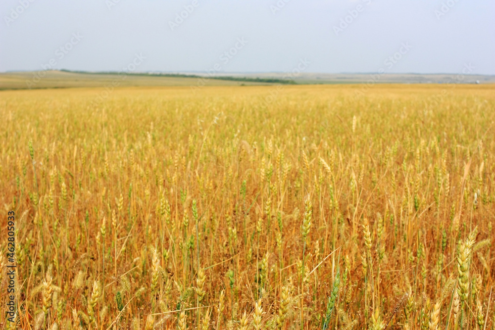Yellow ripe ears of rye in the field