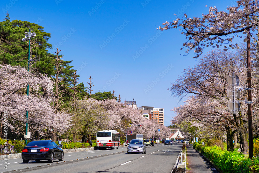 桜咲く国立大学通りの風景・復元された三角屋根の駅舎へ続く満開の桜並木（2021年3月）