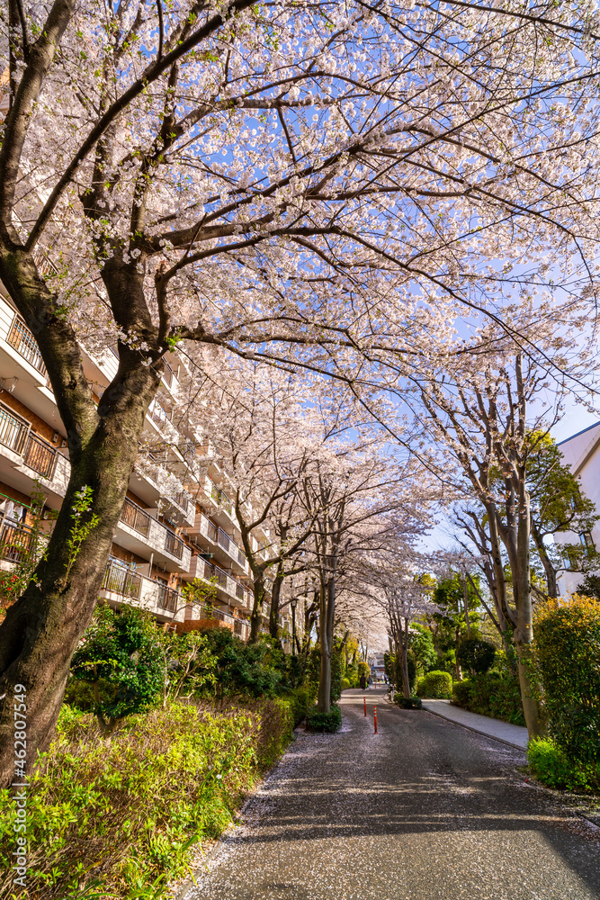 西国分寺・史跡通りの桜並木（2021年3月）