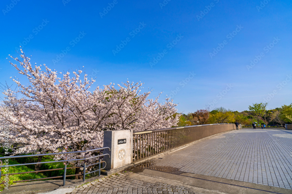 武蔵国分寺公園の桜とふれあい橋の風景（2021年3月）