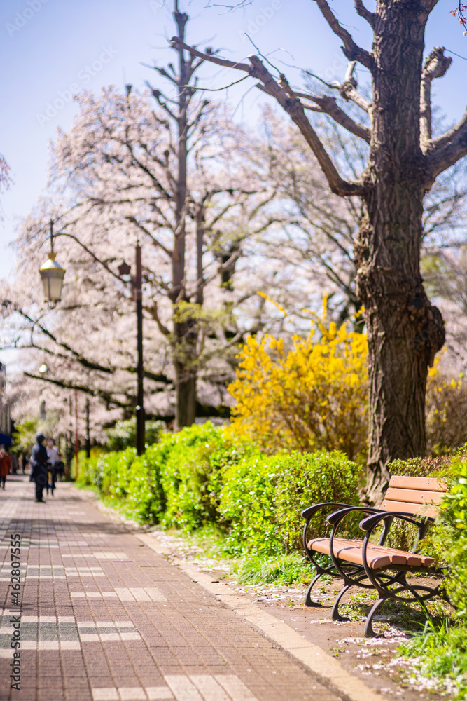 国立大学通りの桜並木と歩道のベンチ（2021年3月）
