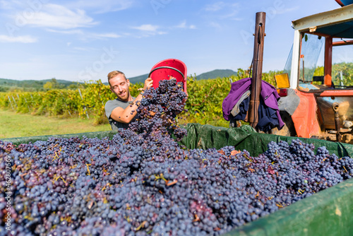 Man pouring red grapes on trailer in vineyard photo