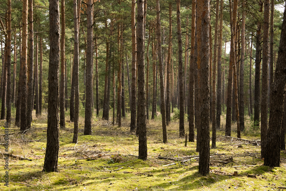 Obraz premium Kiefernwald