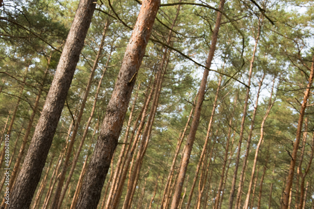Fototapeta premium Kiefernwald