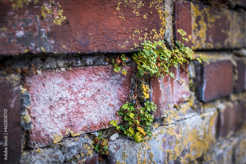 Germany, Bavaria, Nuremberg, Detail of brick wall with plants