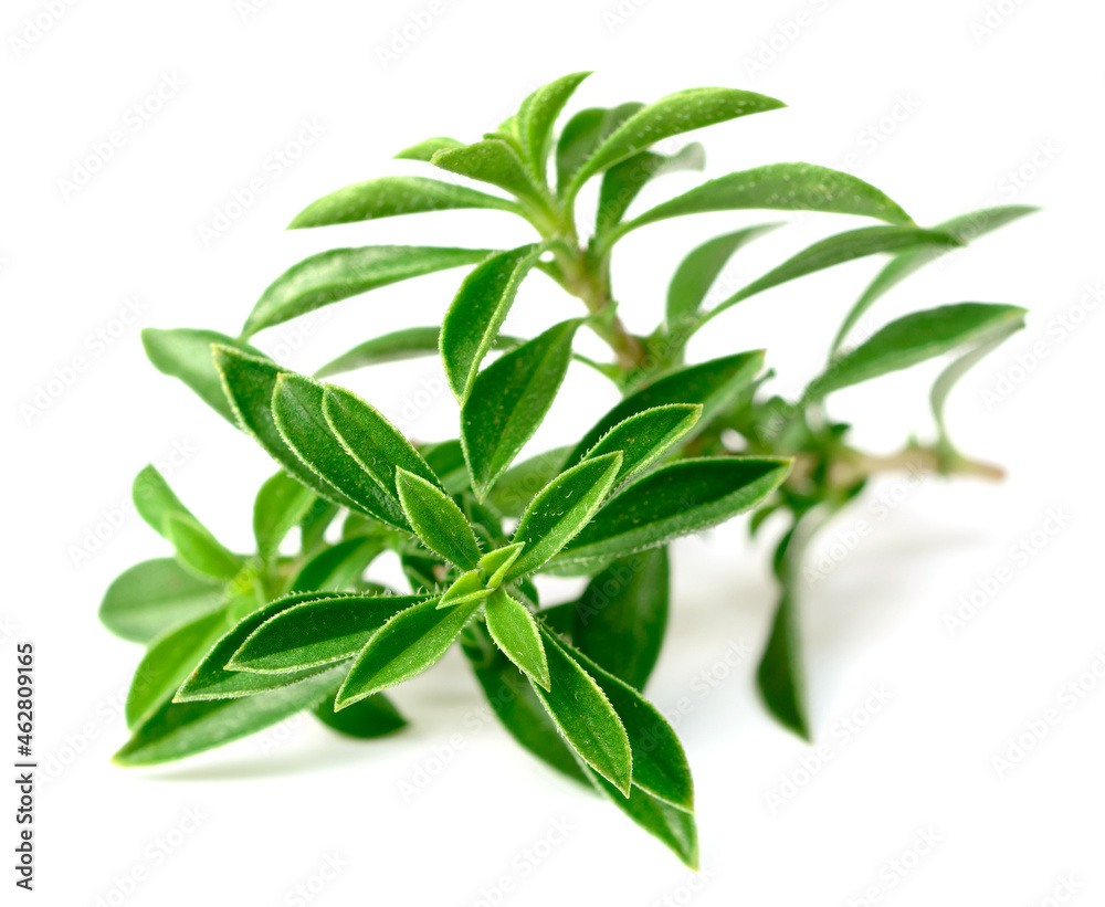 fresh Winter savory (Satureja montana) isolated on white background fresh Winter savory (Satureja montana) isolated on white background