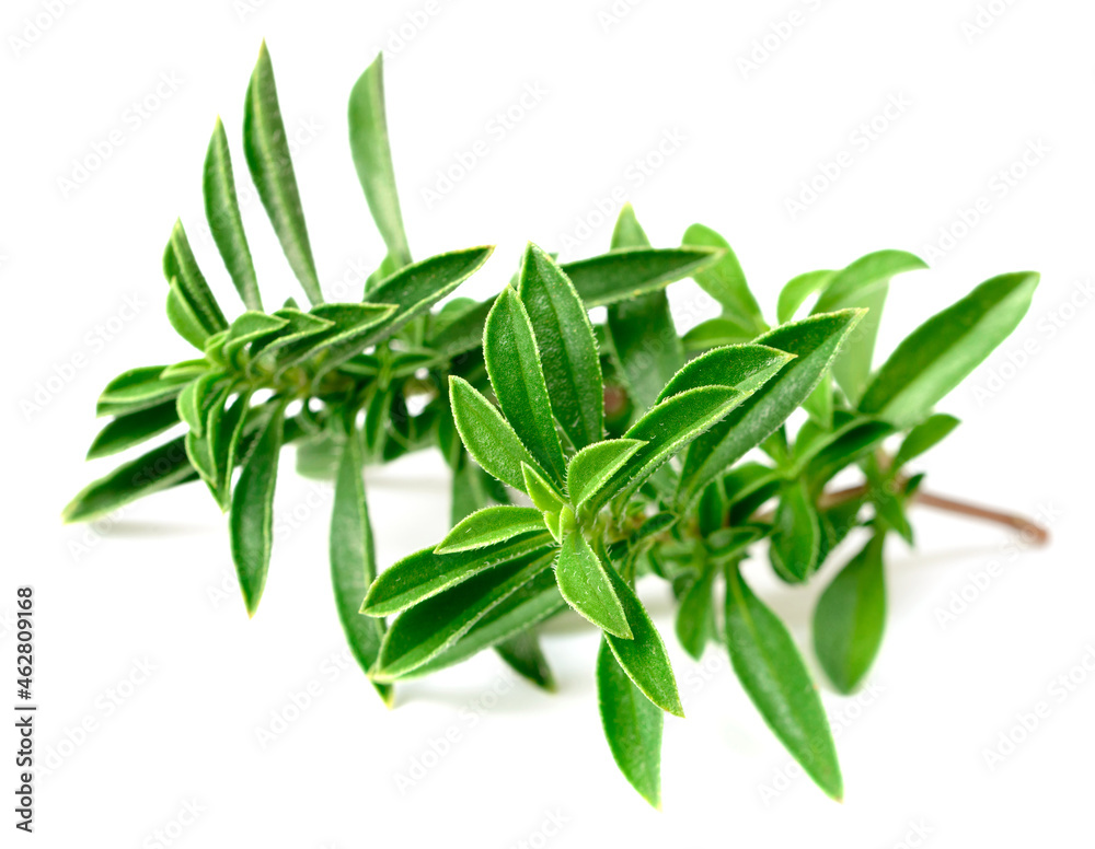 fresh Winter savory (Satureja montana) isolated on white background fresh Winter savory (Satureja montana) isolated on white background