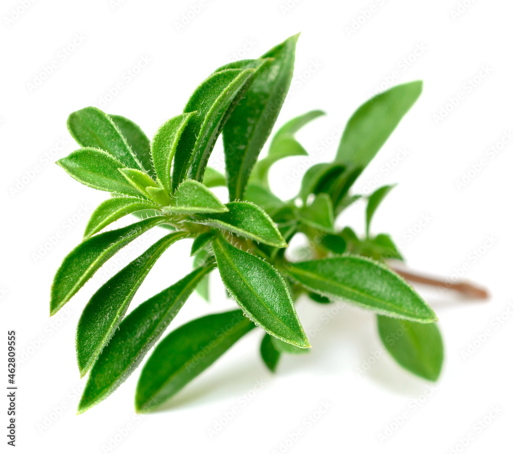 Obraz premium fresh Winter savory (Satureja montana) isolated on white background