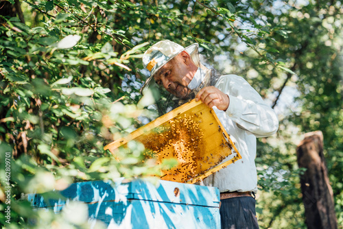 Russland, Beekeeper checking frame with honeybees photo