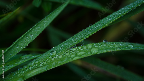 GRASS - Morning dew on the meadow