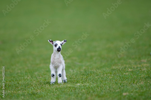 Lamb on a meadow photo