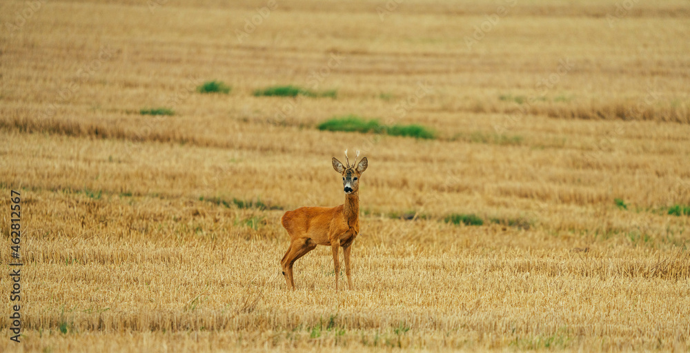 Naklejka premium Sarna rogacz