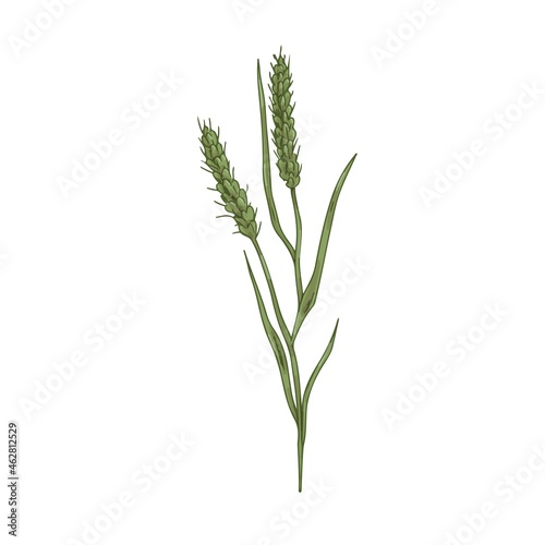 Foxtail, field plant. Botanical vintage drawing of bristle spear grass. Wild spikelet with seeds, spikes and spikelets. Realistic Setaria parviflora. Vector illustration isolated on white background