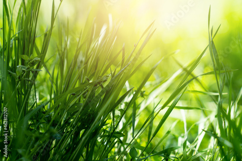Close up green grass in open field, nature background.