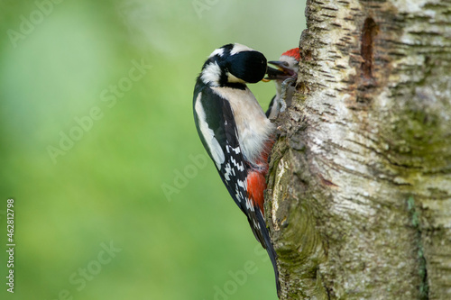 Great spotted woodpecker feeding fledgling photo