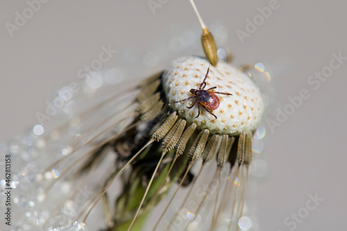Tick on dandelion head