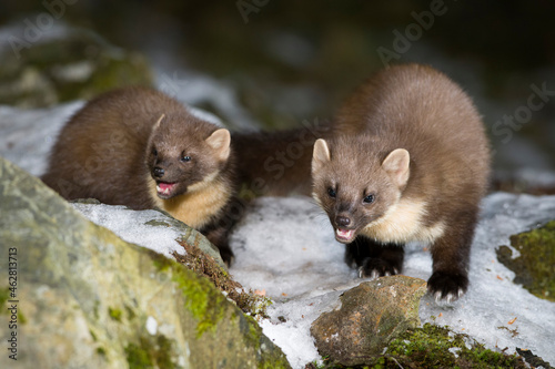 Pine martens on snow covered rocks in forest at Scotland