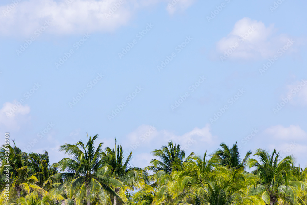 Palm trees and blue sky with clouds, Holbox, Yucatan, Mexico Palm trees and blue sky with clouds, Holbox, Yucatan, Mexico