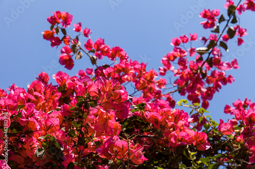 France, Red great bougainvillea (Bougainvillea spectabilis) in bloom