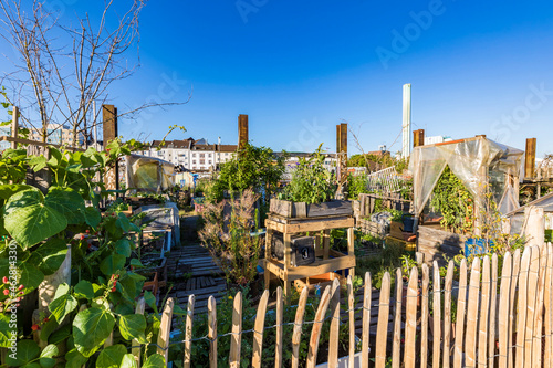 Plants growing in community garden at Frankfurt against clear blue sky photo