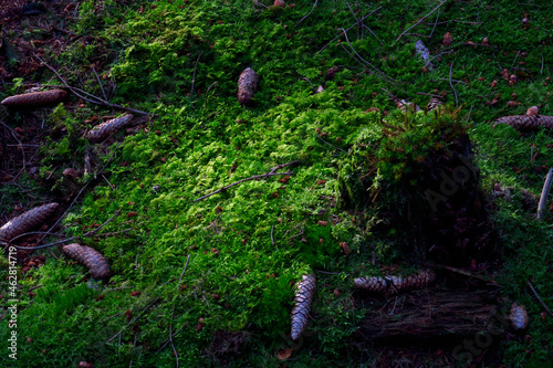 Pine cones lying on mossy forest floor