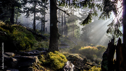 The sun's rays in the fog in the forest in the Karkonosze National Park