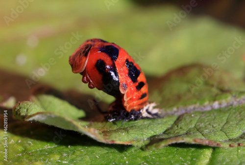 Asian ladybeetle (Harmonia axyridis) hatching on leaf photo