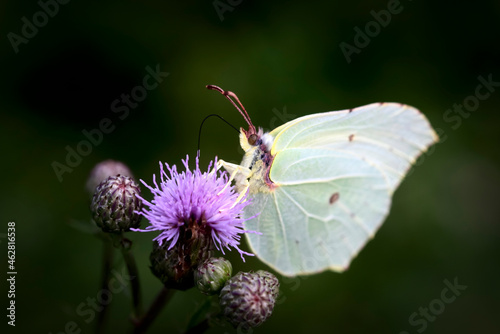 Common brimstone butterfly (Gonepteryx rhamni) perching on plant