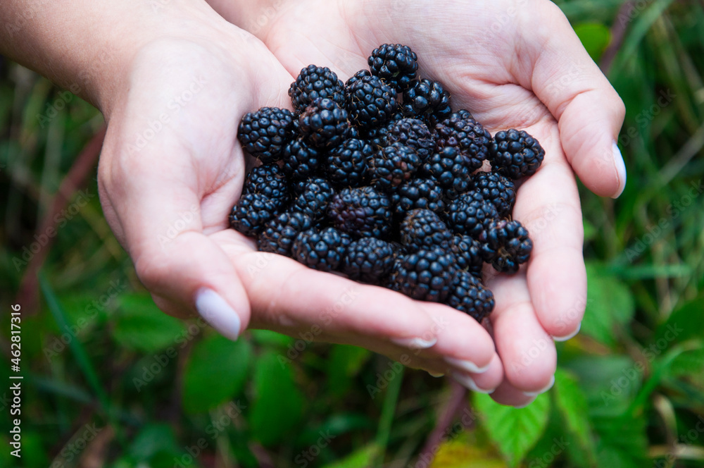 blackberry in hands. girl holding sweet berries. good harvest concept blackberry in hands. girl holding sweet berries. good harvest concept